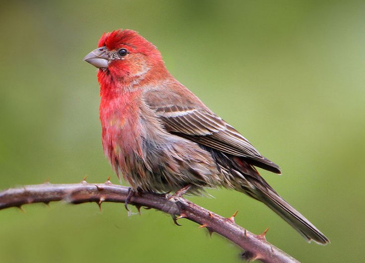 House Finch, Carpodacus mexicanus