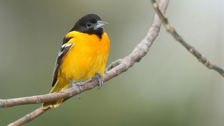 Baltimore Oriole -- Rondeau Provincial Park 