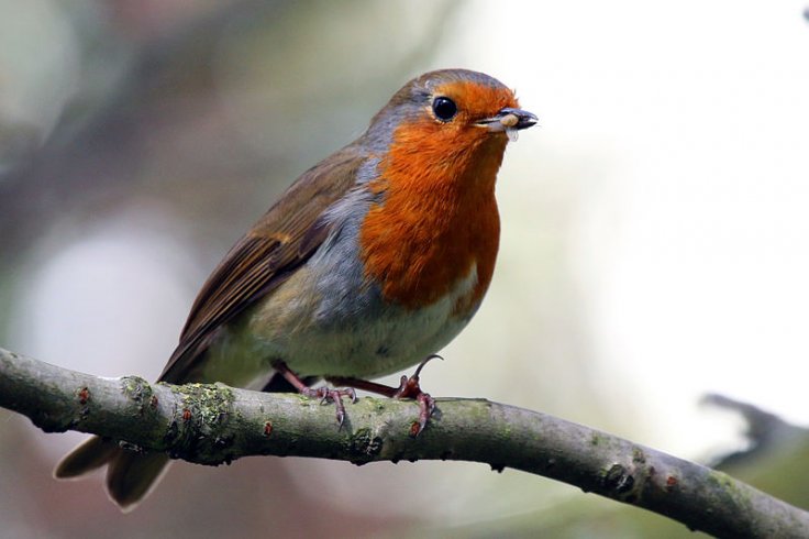 European Robin (Erithacus rubecula) 