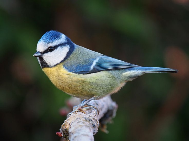  Eurasian blue tit, Cyanistes caeruleus