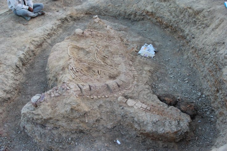 Articulated skeleton of Ophthalmosaurid ichthyosaur at the excavation site south of Lodai village, situated 30 km northeast of Bhuj town, the headquarters of Ka-chchh District in Gujarat state, western India.