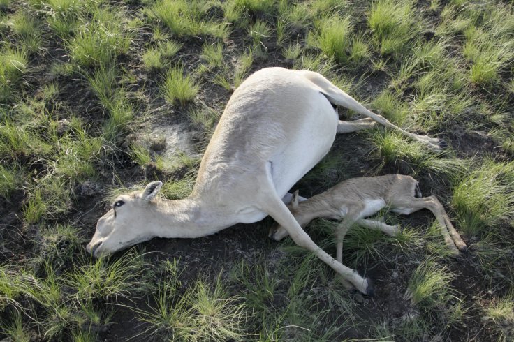 Saiga antelopes