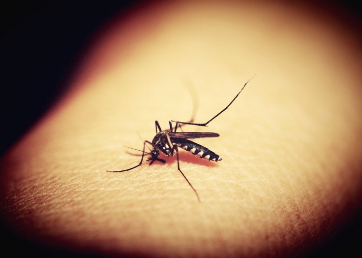 Malaria mosquito