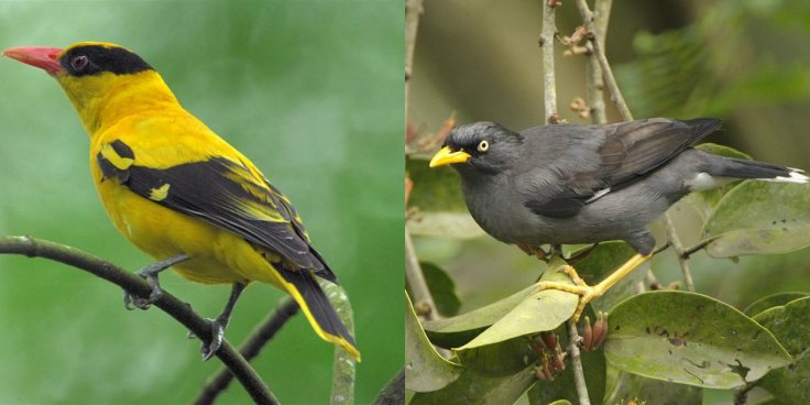 Black-naped Oriole and Javan myna