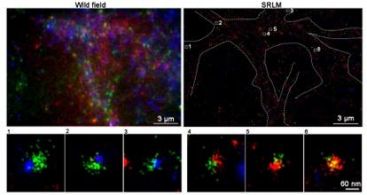Neurons Neurons