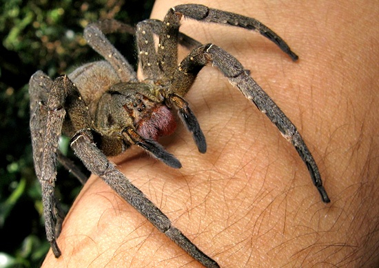 Brazilian wandering spider