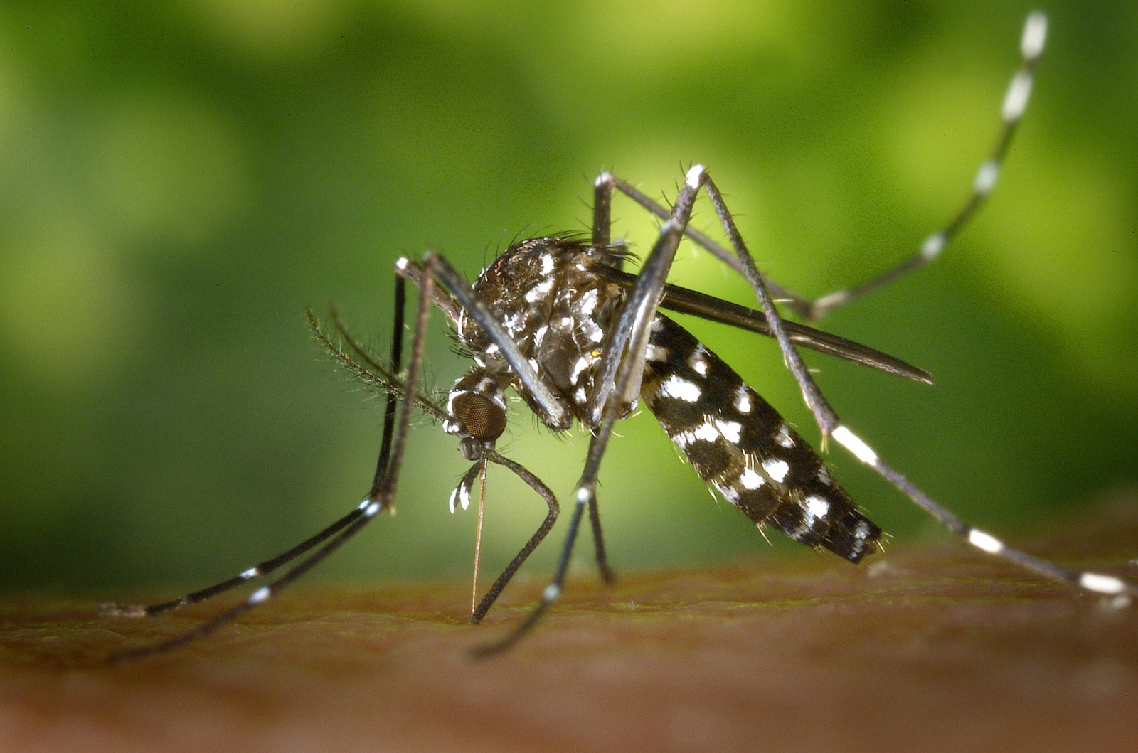 Yellow Fever Cases In Singapore