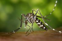 Brazil's death toll from yellow fever triples - WHO