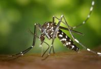 Brazil's death toll from yellow fever triples - WHO