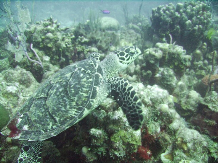 Hawksbill turtle