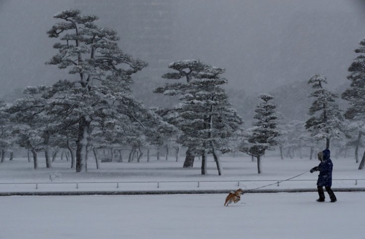 A woman and a dog make their way in the heavy snow at the Imperial Palace in Tokyo, Japan January 22, 2018. REUTERS/Kim Kyung-Hoon A woman and a dog make their way in the heavy snow at the Imperial Palace in Tokyo, Japan January 22, 2018. REUTERS/Kim Kyung-Hoon