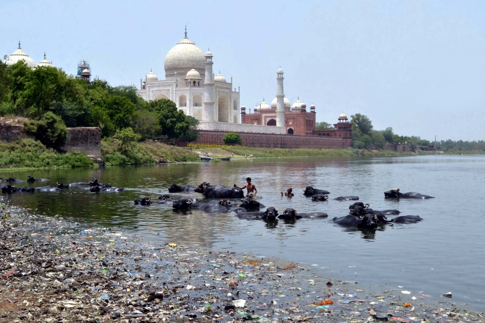 view of polluted Yamuna river flowing by the Taj Maha