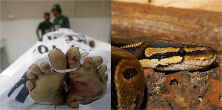 Snake killed Malaysian man 