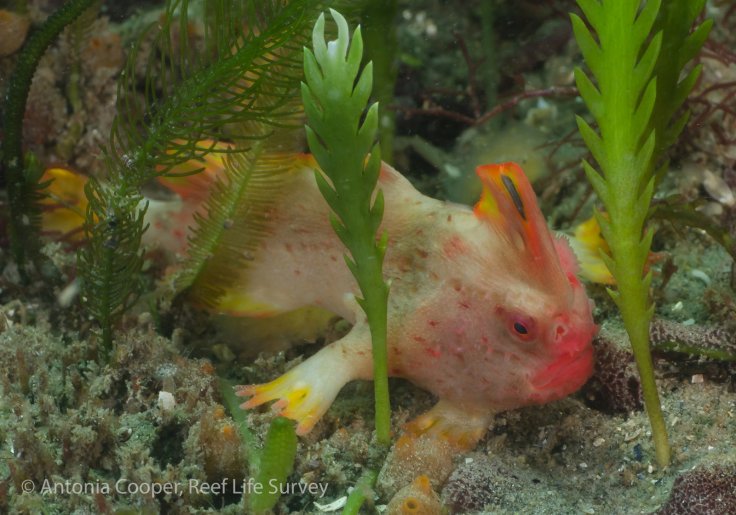 Rare walking fish Rare walking fish