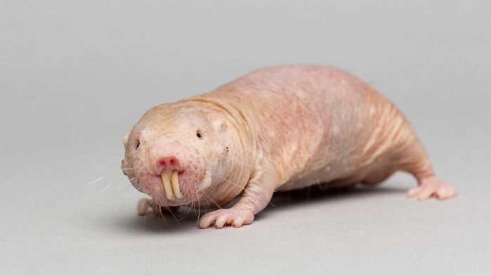 naked mole rat