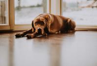 Dog abuse in Malaysia Dog abuse in Malaysia