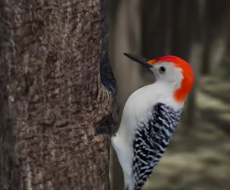 Woodpecker 