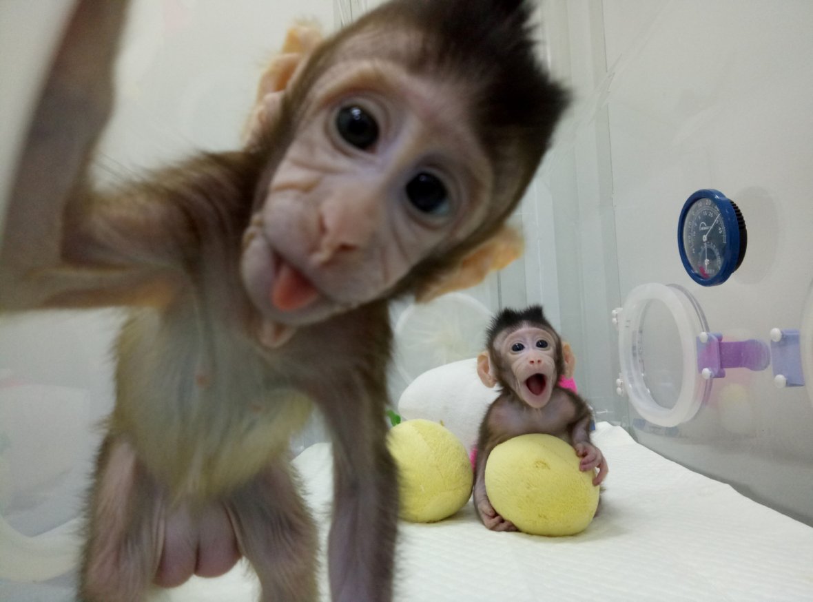 Cloned monkeys Zhong Zhong and Hua Hua are seen at the non-human primate facility at the Chinese Academy...