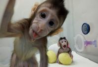 Cloned monkeys Zhong Zhong and Hua Hua are seen at the non-human primate facility at the Chinese Academy...
