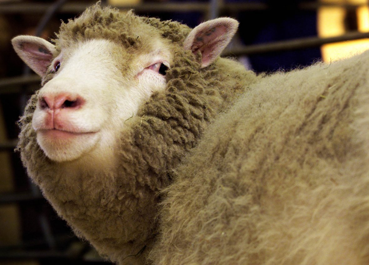 world's first clone of an adult animal, Dolly the sheep
