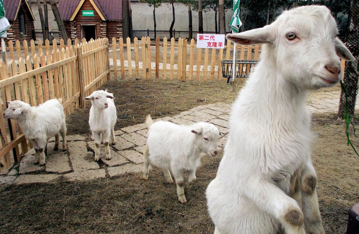 CLONED GOATS ARE DISPLAYED AT SHANGHAI WILD ANIMAL PARK