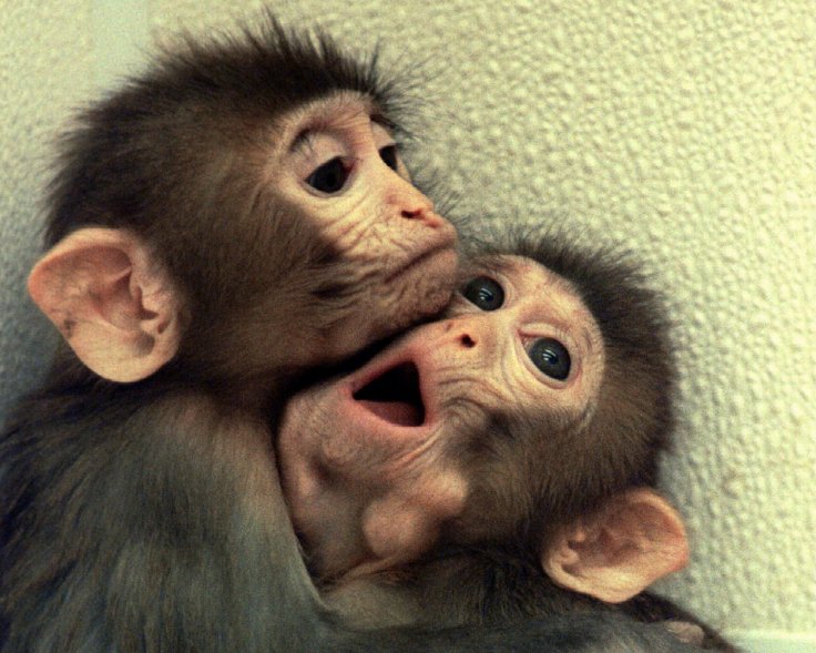 CLONED MONKEYS HUG EACH OTHER AT AN OREGON RESEARCH CENTRE