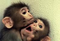 CLONED MONKEYS HUG EACH OTHER AT AN OREGON RESEARCH CENTRE