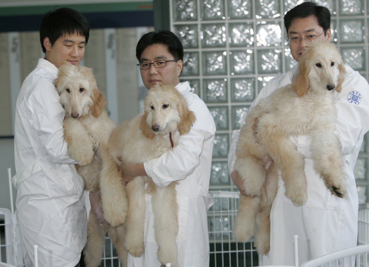 Seoul National University's professor Lee Byung-chun and his researchers show three genetically identical..