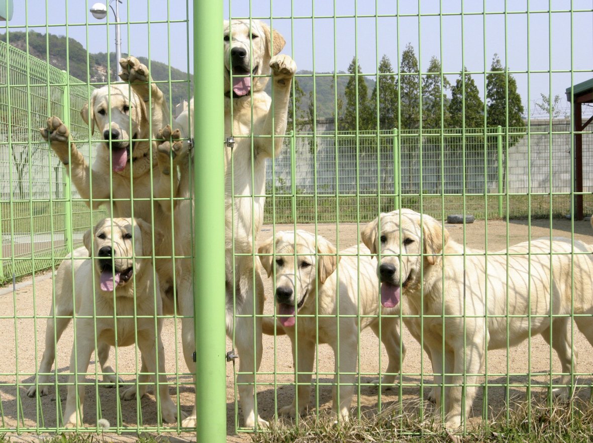 Narcotic-sniffing dogs look out from an enclosure at a training centre of the Korea Customs Service (KCS)...