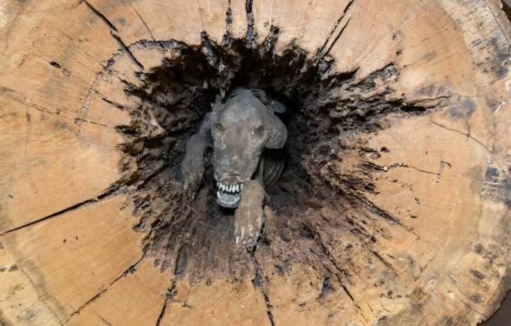 Mummified dog in tree trunk 