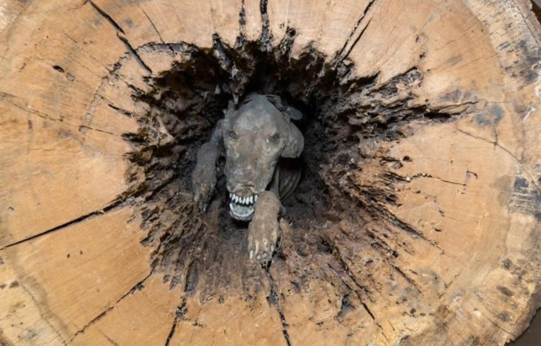 Mummified dog inside tree trunk puzzles many at museum (Video)