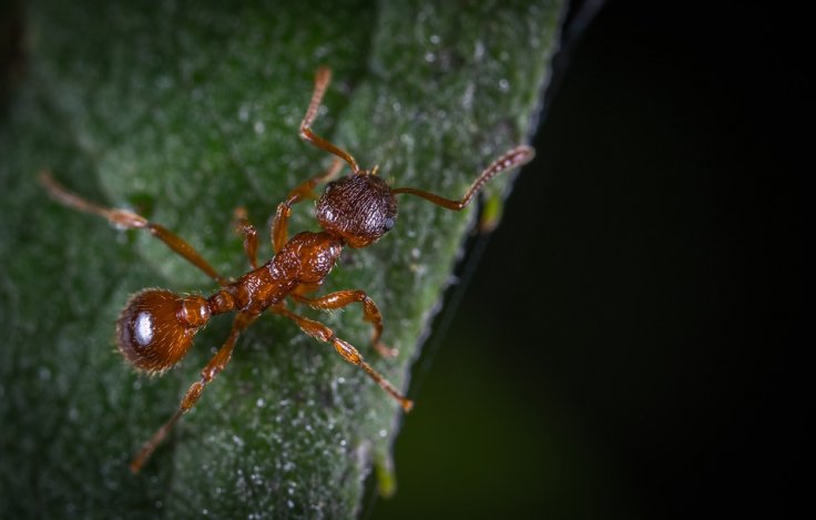 ants ants