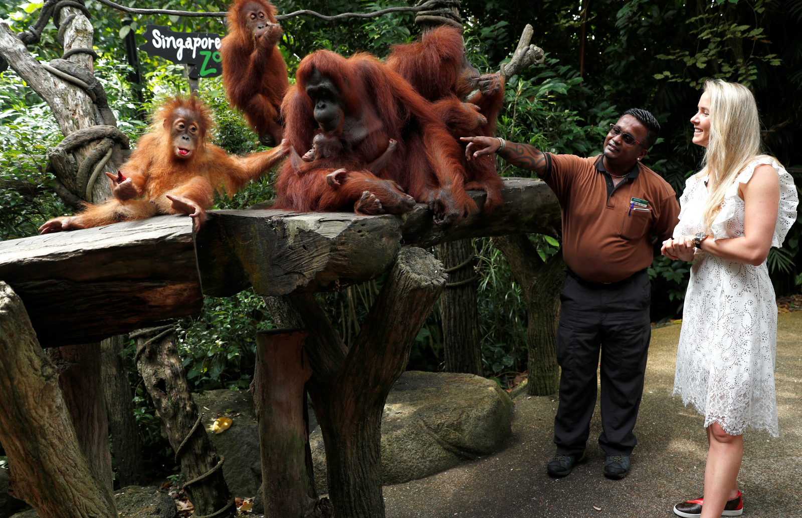 orangutans at the Singapore Zoo 
