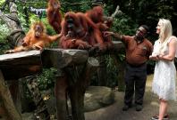 orangutans at the Singapore Zoo 