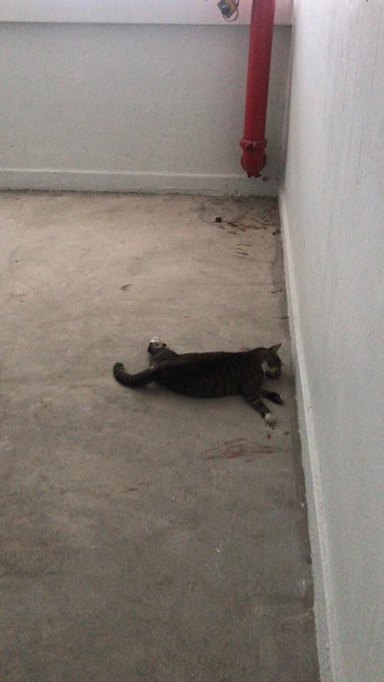 Cat found dead in Singapore