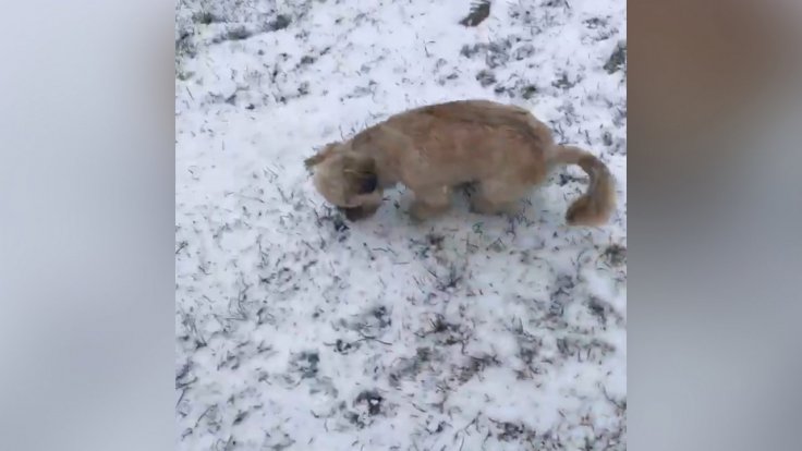 dog-gets-excited-after-seeing-its-first-snowfall