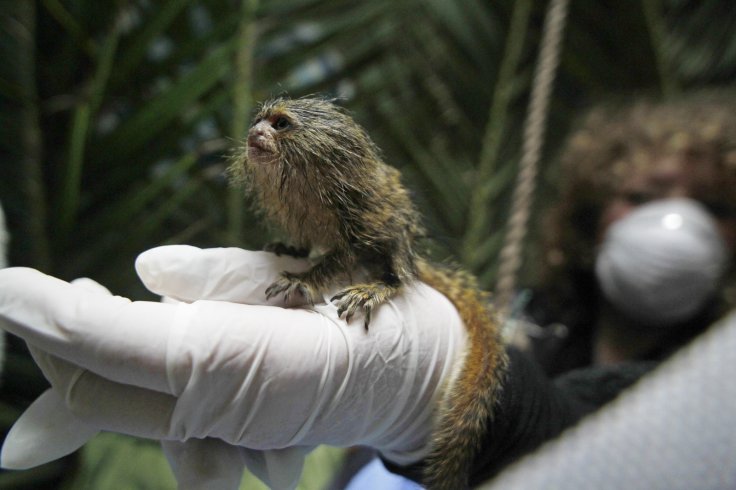  Pygmy Marmoset (Callithrix pygmaea) stands on the hand of a keeper at a primate rescue and rehabilitation center near Santiago 