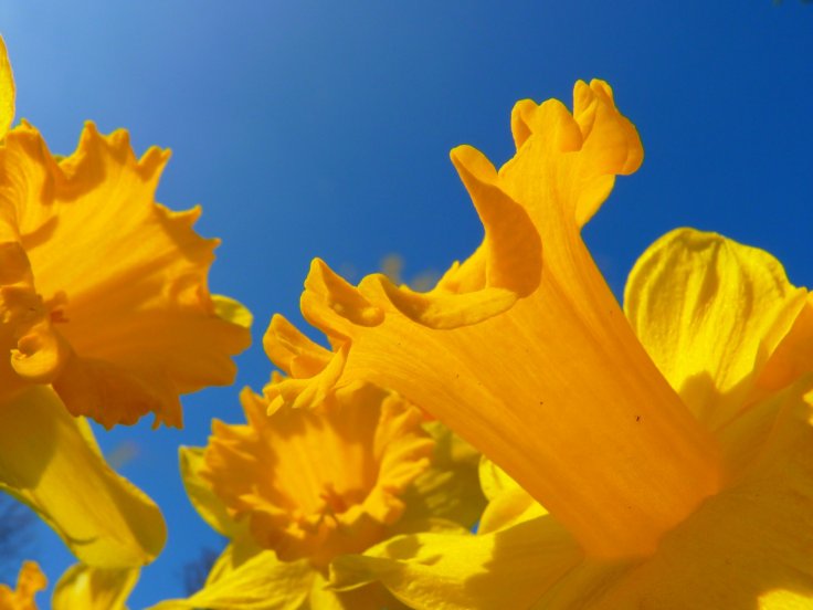 Daffodils Daffodils