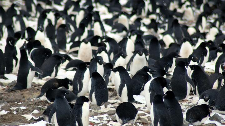 Adélie penguin colonies