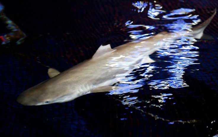 Blacktip Shark 