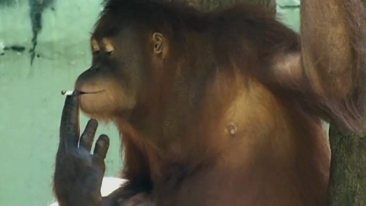 Indonesia smoking orangutans