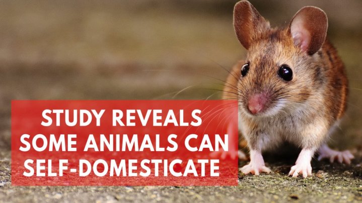study-suggests-mice-can-domesticate-themselves-without-human-interference study-suggests-mice-can-domesticate-themselves-without-human-interference