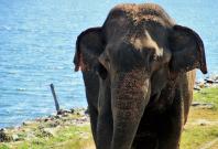 Elephant abuse in Thailand Elephant abuse in Thailand