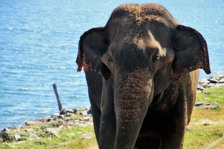 Elephant abuse in Thailand