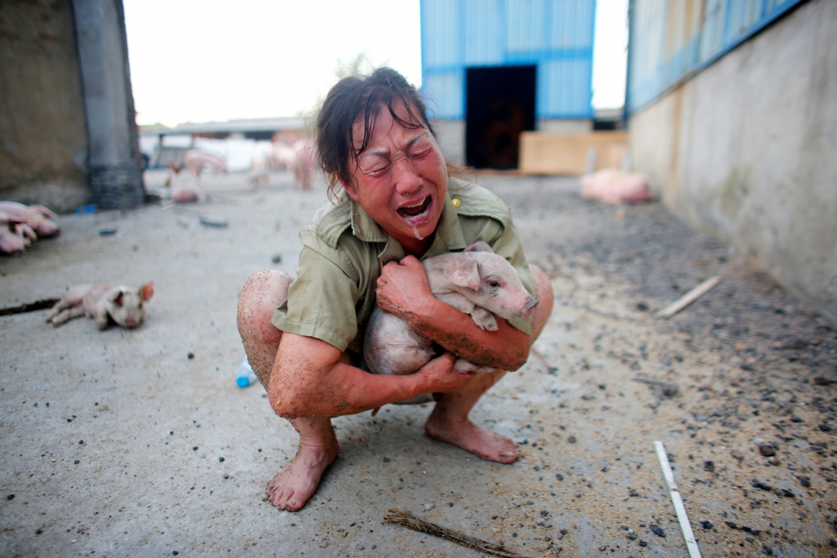 A woman cries as she holds a pig rescued from a flooded farm in Xiaogan, Hubei Province, China