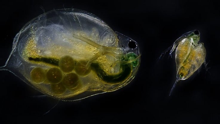 Water flea