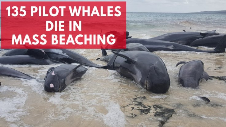 hundreds-of-beached-whales-dead-in-australia