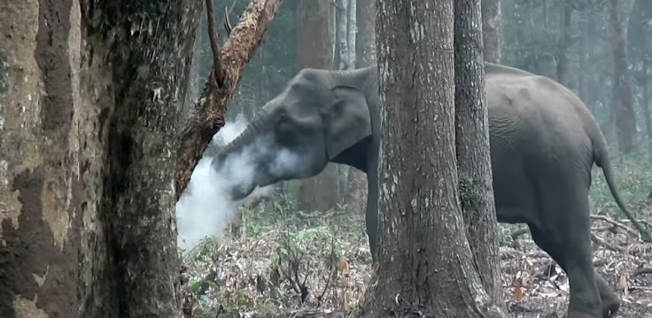 Elephant at Nagarahole National Park
