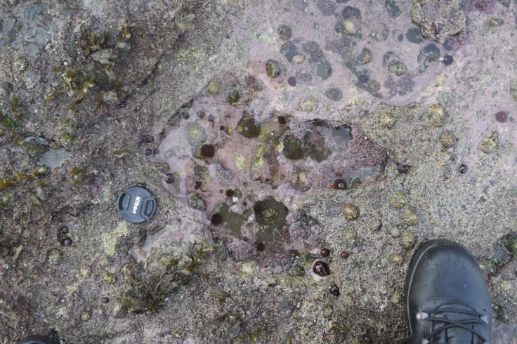 Jurassic footprint