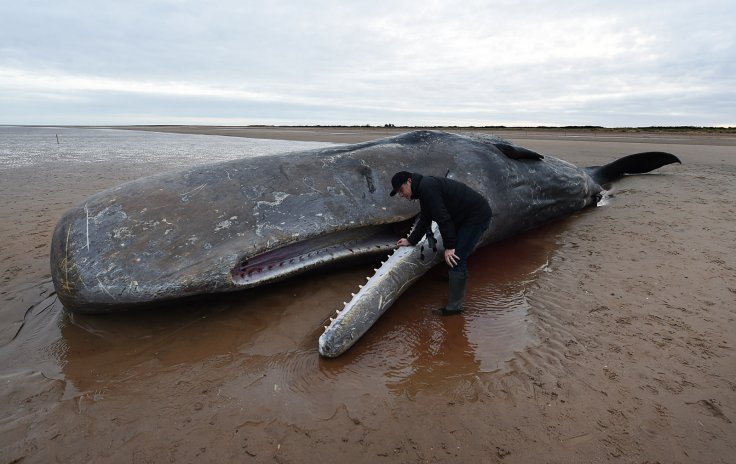 Image result for images of dead sperm whale with plastics